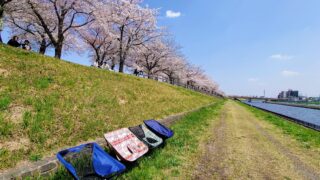 【東京チェアリングスポット】2つの川に挟まれた清涼感ある桜の名所「赤羽桜堤緑地」
