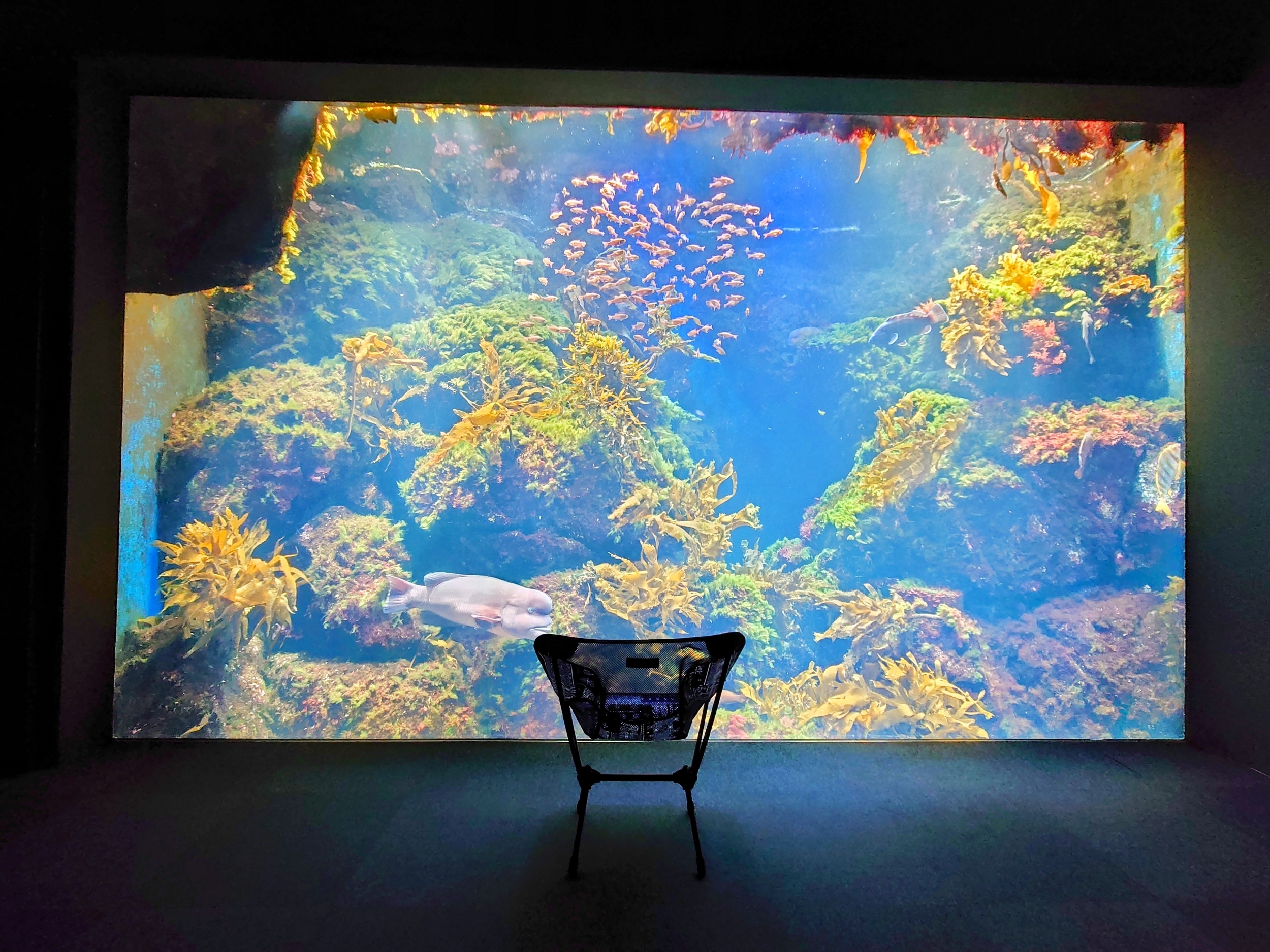 夜の水族館でチェアリング!? 幻想的すぎた「えのすいソロキャン」レポ【新江ノ島水族館】【2023年】